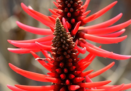 LA FLOR DE COLORÍN ES COMESTIBLE: RECETAS Y USO MEDICINAL