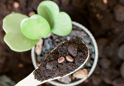 ¿TE SOBRÓ CAFÉ? ¡NO LO TIRES! 5 IDEAS PARA USAR LOS RESIDUOS